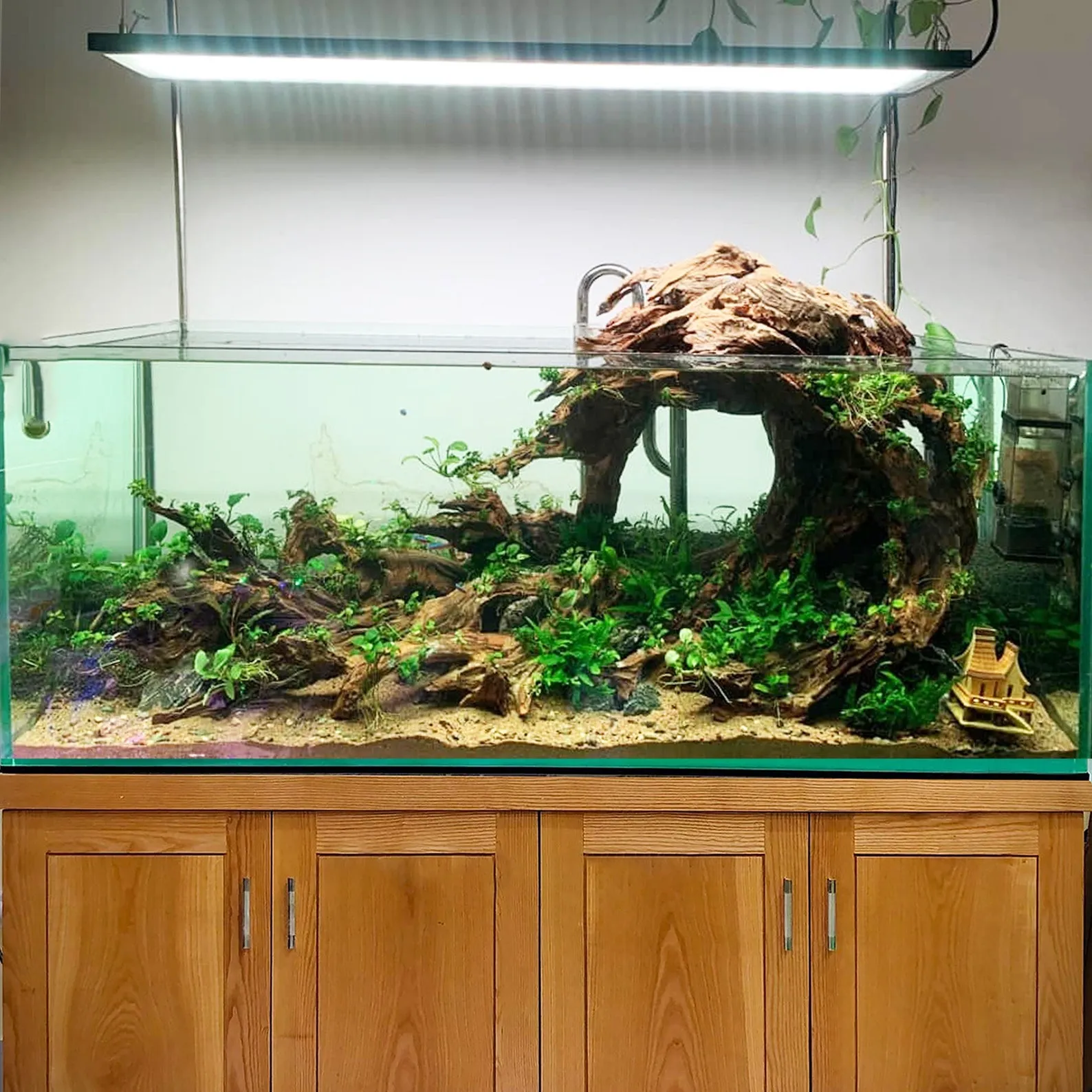 Aquascape aquarium driftwood bonsai aquascaping plants hardscape fish tanks decor