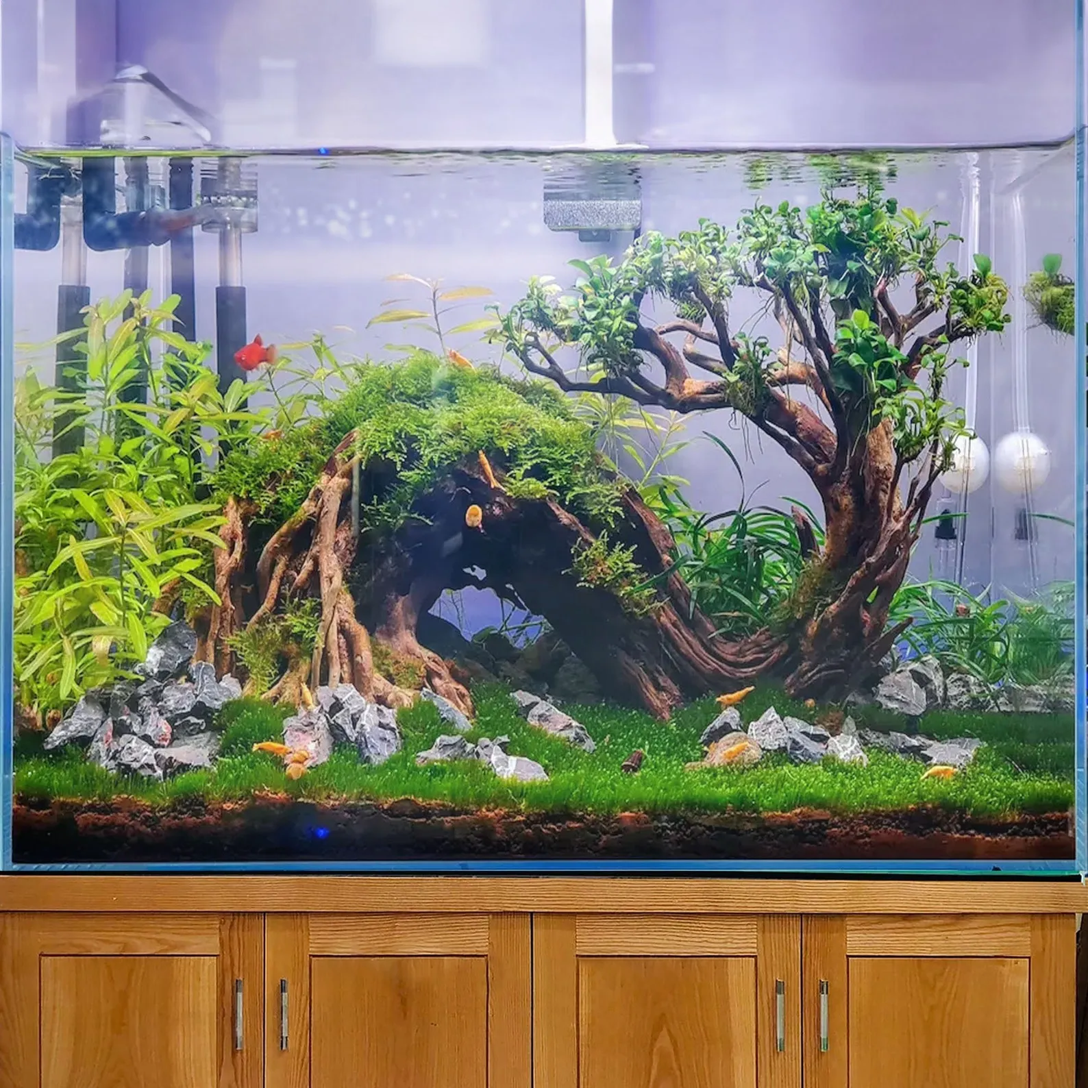 Drift wood bonsai aquarium rock aquascape hardscape plants fish tank decoration