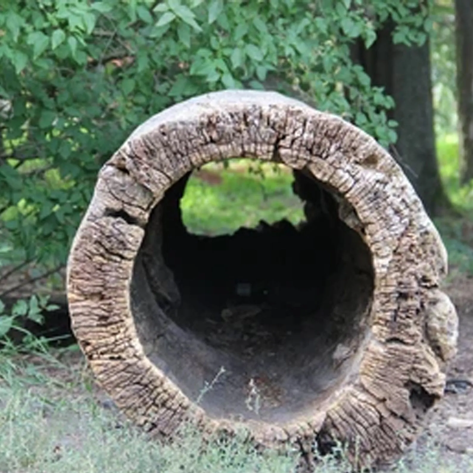 Large hollow driftwood log aquarium drift wood stump tree large aquarium hide fish tank decoration - Image 3