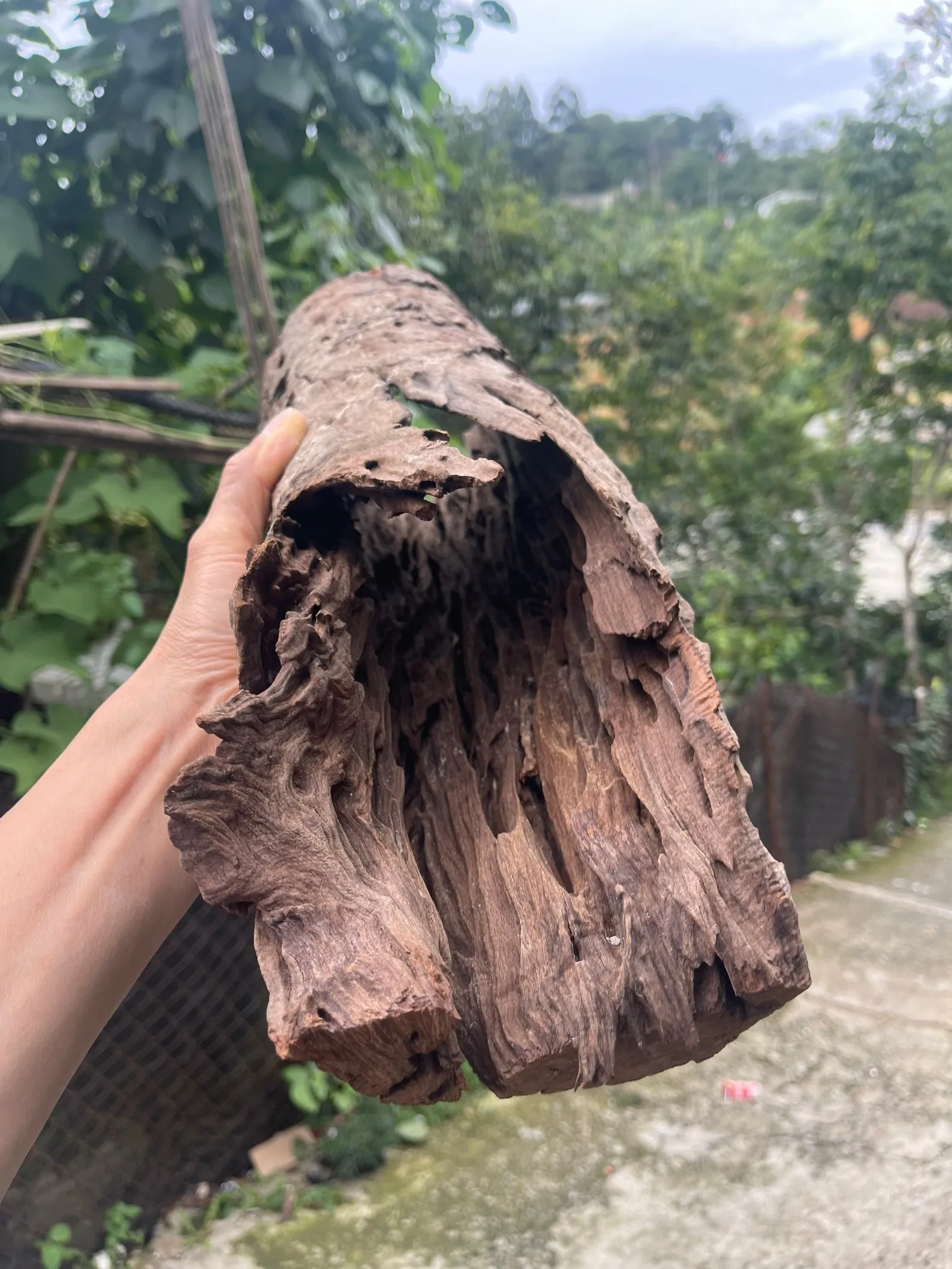 Driftwood stump large aquarium hide drift wood shrimp cave fish tank decoration - Image 3