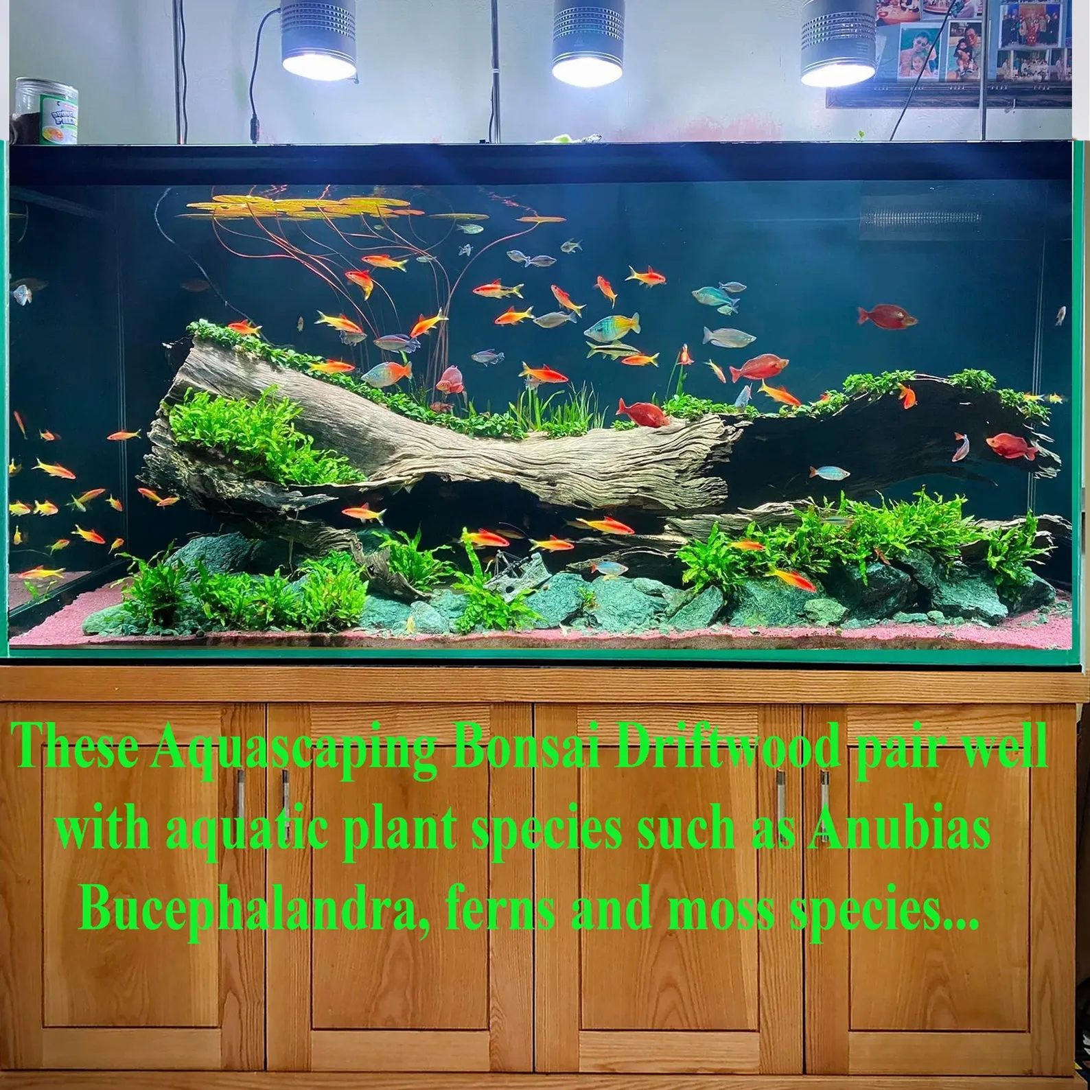 Driftwood stump large aquarium hide drift wood shrimp cave fish tank decoration - Image 4