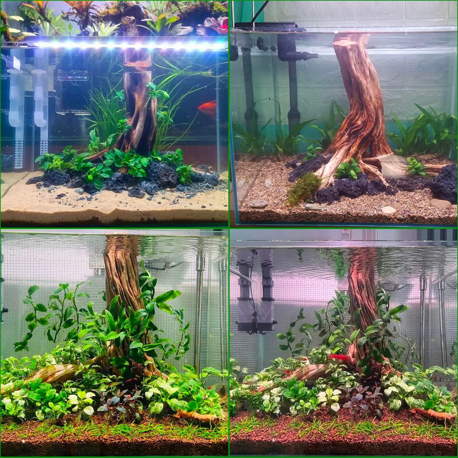 Driftwood stump aquarium decor artisan driftwood creations for fish tanks - Image 2