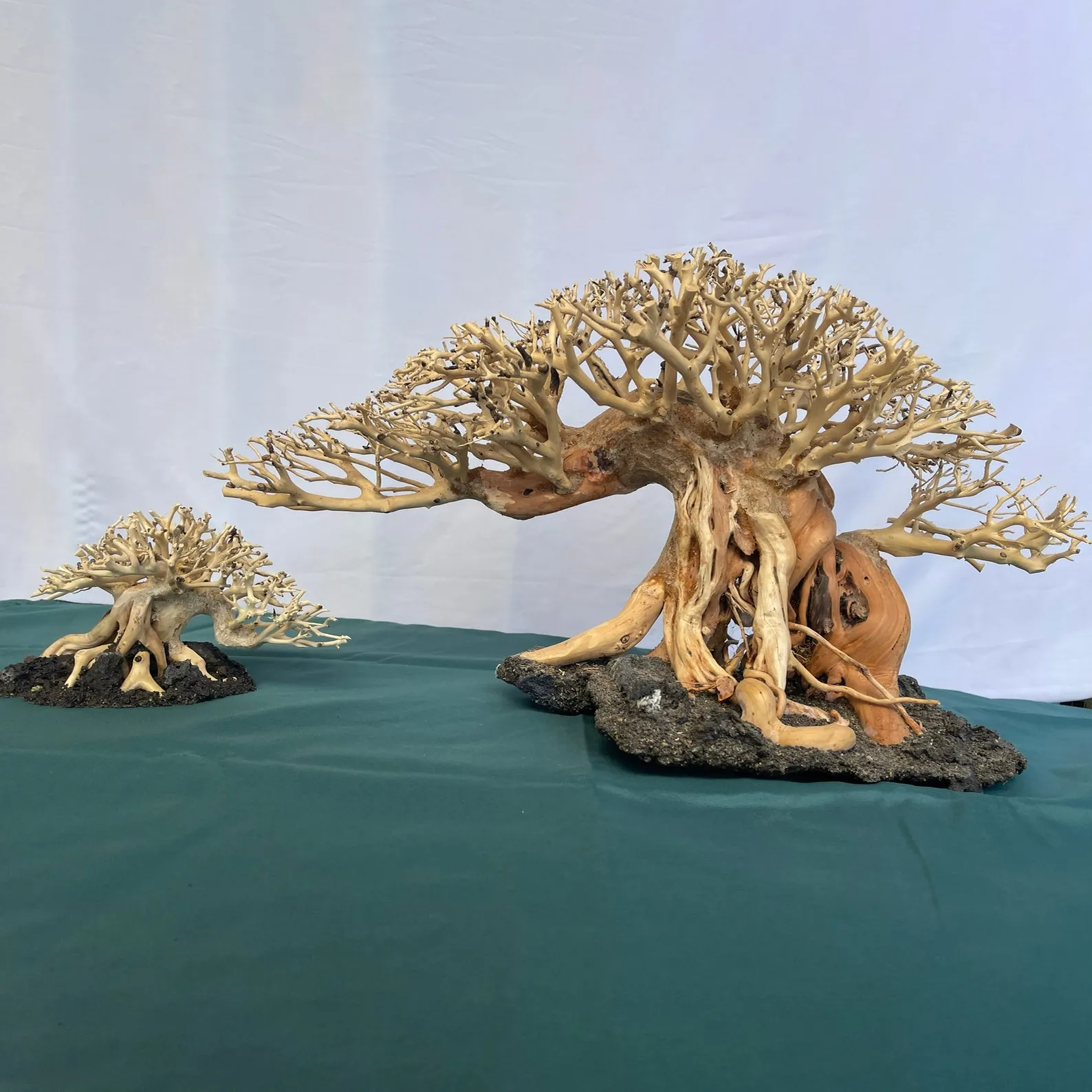 Bonsai Driftwood Aquarium Tree Aquascape Hardscape Real Drift Wood for Fish Tanks