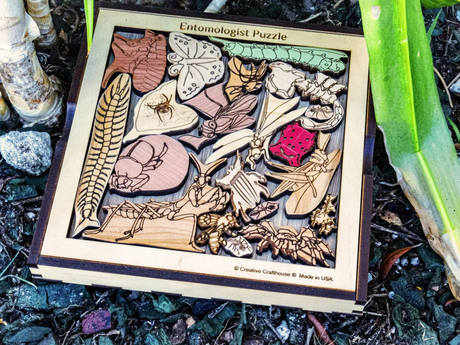Insect Puzzle Challenge - Entomologist's Dilemma | Handmade Wooden Puzzle | Personalized Gift | Bug Lovers Brain Wood Brain Teaser